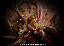 Rare and Super Macro crab by Azman Kamaluddin 